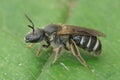 A female of on of our largest and very dark furrow bees, Lasioglossum majus Royalty Free Stock Photo