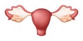 Female Ovaries - Reproductive System, Human Organs Collection, realistic vector illustration