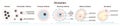 Female ovulation stages. Ovum maturing, follicle developing.