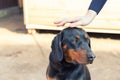 Female owner petting  young german hunting terrier dog outdoors on bright sunny day. Purebred adorable Jagdterrier puppy Royalty Free Stock Photo