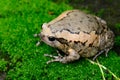 Female Painted Bullfrog (Kaloula pulchra) Royalty Free Stock Photo