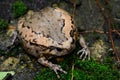 Female Painted Bullfrog (Kaloula pulchra) Royalty Free Stock Photo