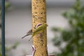 Female Painted Bunting feeding