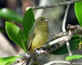 Female Painted Bunting (Passerine ciris)