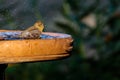 Female Painted Bunting Playing in the Bird Bath