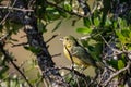 Female painted bunting resting on a branch