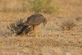 Female Pale Chanting Goshawk hunting for food on ground in the K