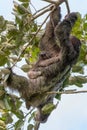 Female of pale-throated sloth La Fortuna, Costa Rica wildlife Royalty Free Stock Photo