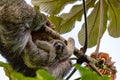 Female of pale-throated sloth - Bradypus tridactylus with baby hanged top of the tree, La Fortuna, Costa Rica wildlife Royalty Free Stock Photo