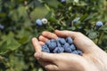 Female palms are filled with ripe blueberries. Blueberry bushes background.