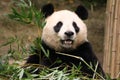 Female Panda in Everland, Korea