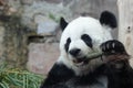 Female Panda in Thailand, Lin Hui Royalty Free Stock Photo