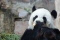 Female Panda in Thailand, Lin Hui Royalty Free Stock Photo