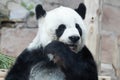 Female Panda in Thailand, Lin Hui Royalty Free Stock Photo