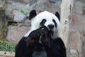 Female Panda in Thailand, Lin Hui Royalty Free Stock Photo