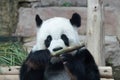 Female Panda in Thailand, Lin Hui Royalty Free Stock Photo