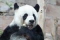 Female Panda in Thailand, Lin Hui Royalty Free Stock Photo