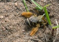 Female pantaloon bee, Dasypoda hirtipes digging in sand Royalty Free Stock Photo