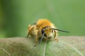 Female pantaloon bee, Dasypoda hirtipes on leaf