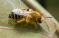 Female pantaloon bee, Dasypoda hirtipes on leaf