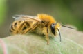 Female pantaloon bee, Dasypoda hirtipes on leaf