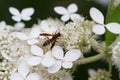 Female Paper Wasp Feeding on Oakleaf Hydrangea