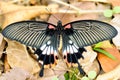 A female Papilio memnon in Taiwan, butterfly, insect, Asia, nature