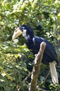 Female Papuan Hornbill perched on branch