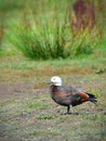 Female Paradise Shelduck Putangitangi in Travis Wetland Nature Heritage Park in New Zealand