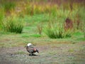 Female Paradise Shelduck Putangitangi in Travis Wetland Nature Heritage Park in New Zealand