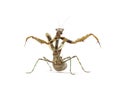 Female Parasphendale affinis Royalty Free Stock Photo