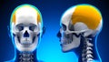 Female Parietal Bone Skull Anatomy - blue concept