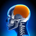 Female Parietal bone - Skull / Cranium Anatomy