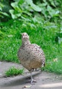 Female partridge Royalty Free Stock Photo