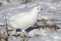 Female partridges running in the snow spring