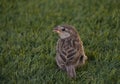 A female passer domesticus on artificial grass