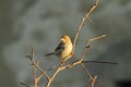 Female passer domesticus on twig