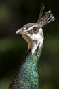 Female Peacock