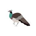 Female peacock bird isolated vector illustration. Royalty Free Stock Photo