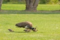 Female Peacock With Chicks On Lawn Royalty Free Stock Photo