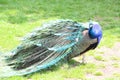 a female peacock with a deep blue neck