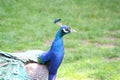 a female peacock with a deep blue neck
