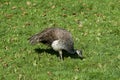 Female peacock feeding on the ground in Canada