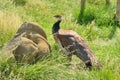 The female peacock Royalty Free Stock Photo