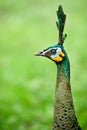 Female peacock head