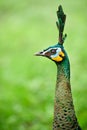 Female peacock head Royalty Free Stock Photo