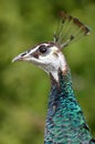 Female Peacock head