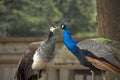 A kiss of peacocks