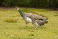 Female peahen with peachick at her side. Cornwall, england Royalty Free Stock Photo