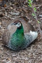 Peahen on the Ground